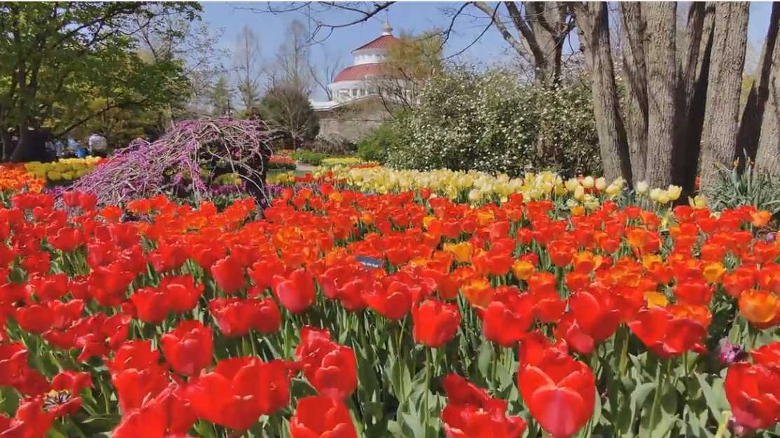 Video shows Cincinnati Zoo in full bloom
