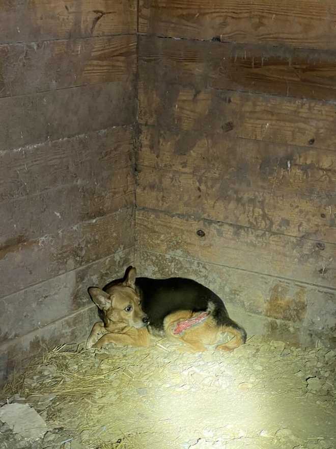 Dog with injury found lying in dirt in Blount County