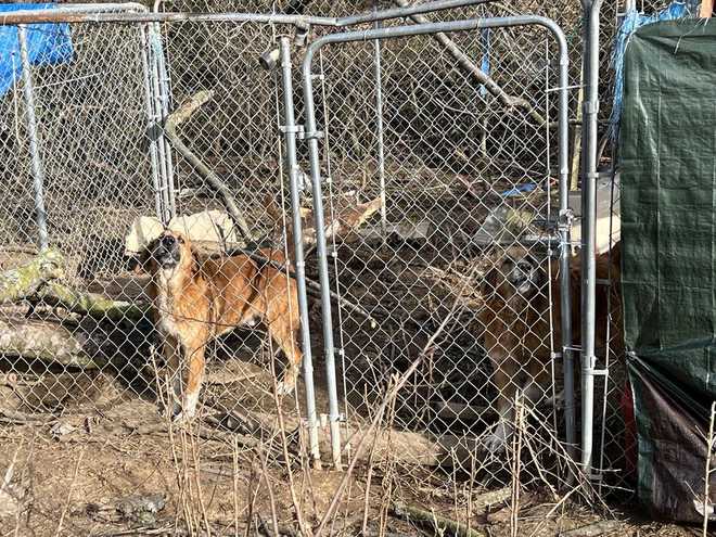 Cogs in outdoor cage