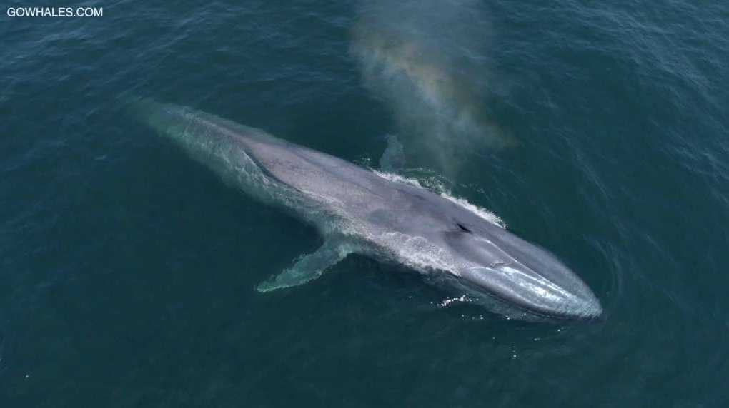 Blue whale sightings booming in Monterey Bay