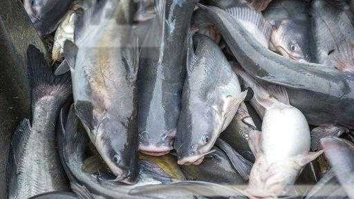 Operation River Raid targets illegal catfish harvesting, sales across Kentucky