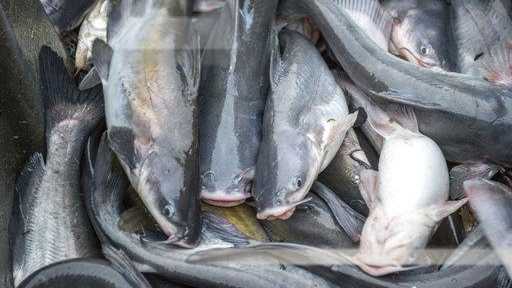 Operation River Raid targets illegal catfish harvesting, sales across Kentucky
