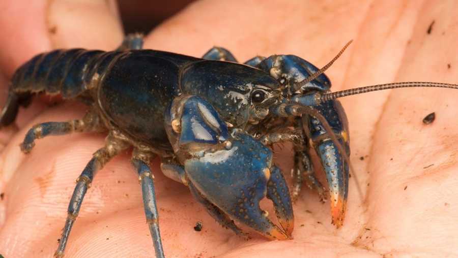 New species of colorful crayfish discovered in Ohio after decades of  searching