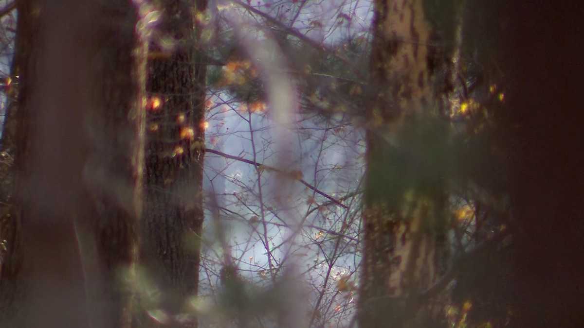 Brush fire burns at least 40 acres at Blue Hills Reservation