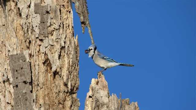 Ohio Birds and Biodiversity: And now, a (partially) white blue jay!