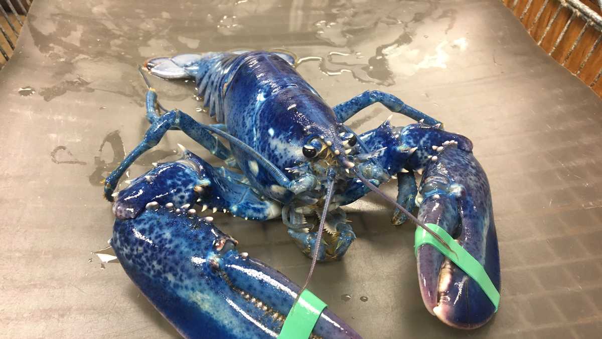 1 in 2 million: Rare blue lobster caught off Maine coast