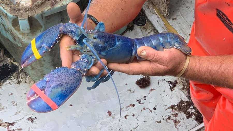 Bucket Hats with Blue Lobster Logo – Blue Lobster Co