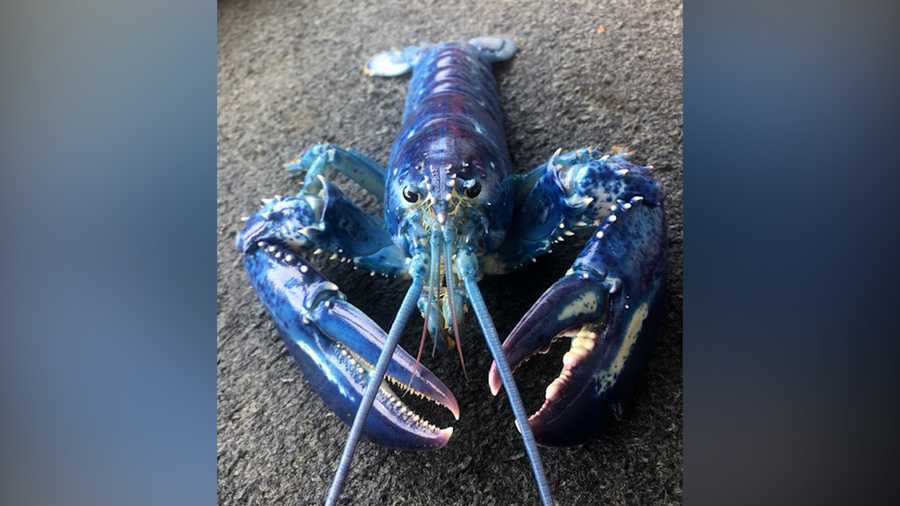 George Stover caught this blue lobster off the Maine coast