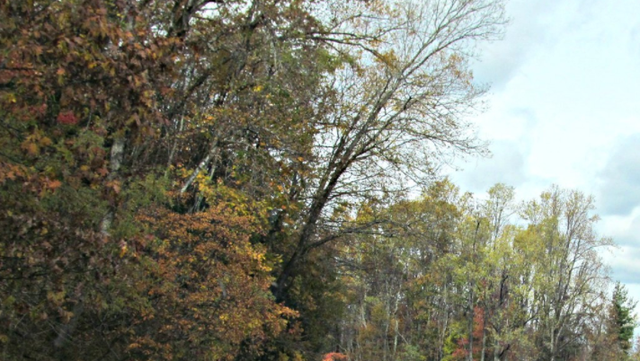 Asheville: Bear, human interactions close part of Blue Ridge Pkwy - Vimarsana News
