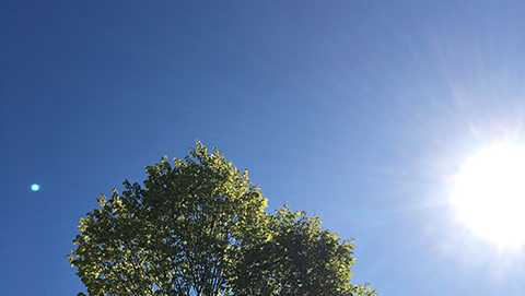 Blue Skies Sun and Trees