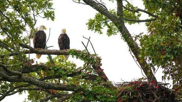 Live webcam to showcase nesting bald eagle pair returns to Blue Springs, Missouri
