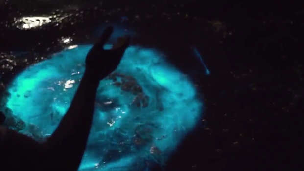 Amazing bioluminescence creates glowing blue water