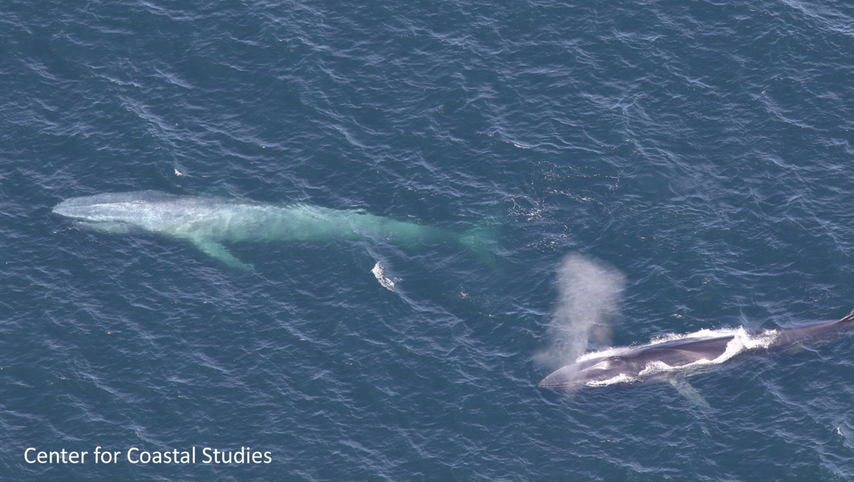 Rare blue whale spotted off Cape Cod