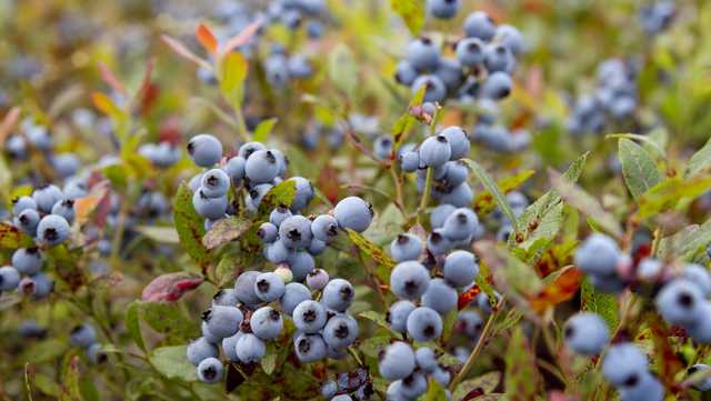 Georgia: Freeze puts blueberry crops at risk - Vimarsana News