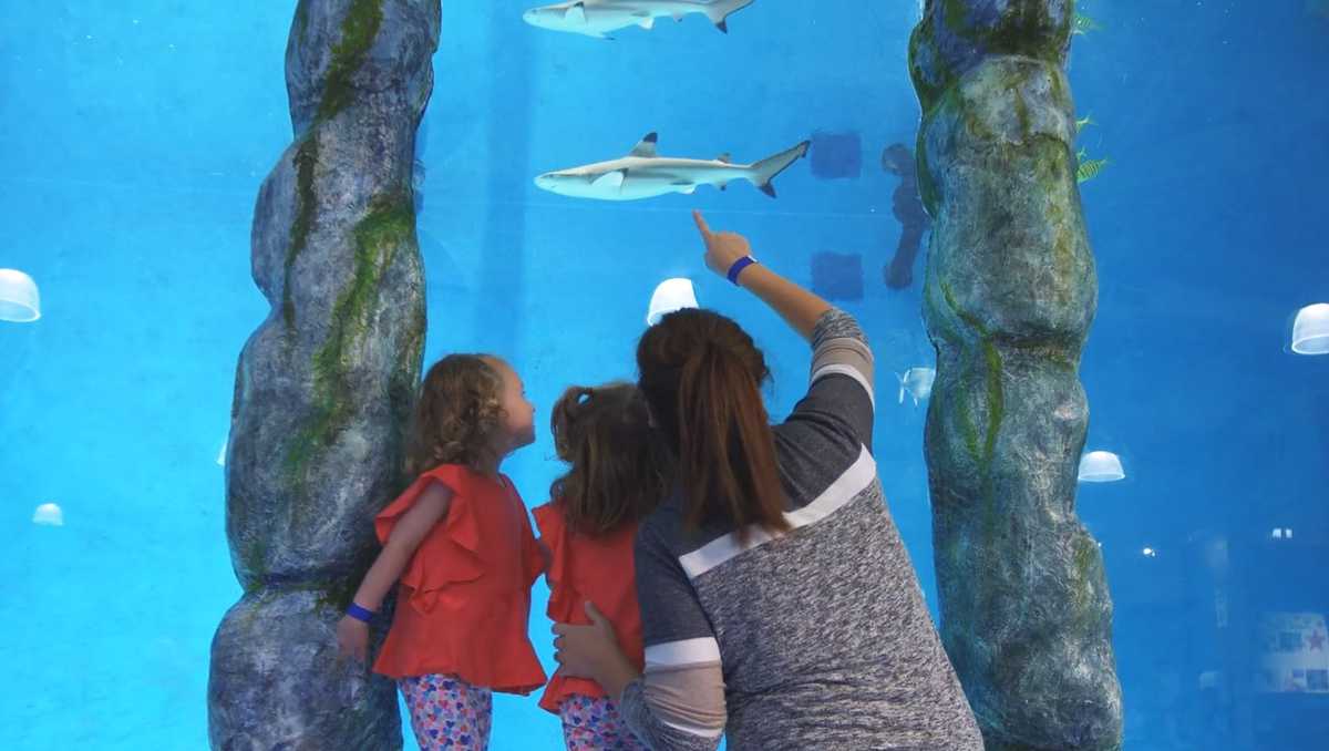 Construction set to begin on Blue Zoo interactive aquarium in Oklahoma City