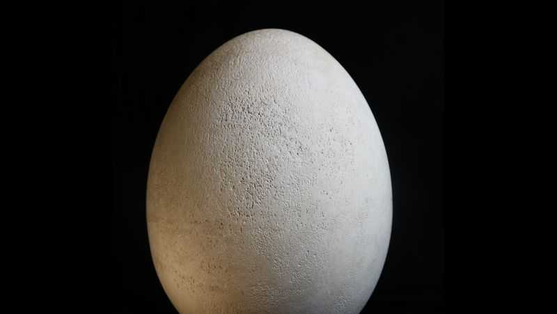 Largest Egg Ever Laid - Intact Elephant Bird Egg at 1stDibs