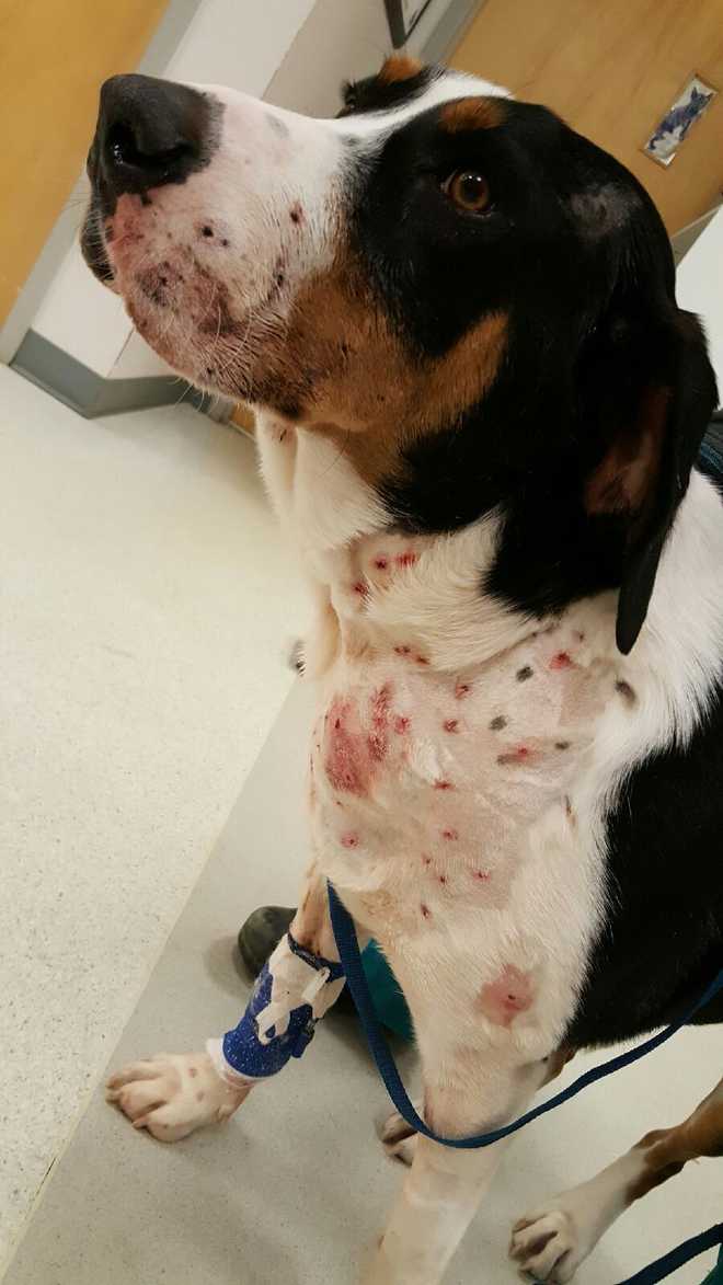 Sheriff's deputies investigate dog shooting in Harrison