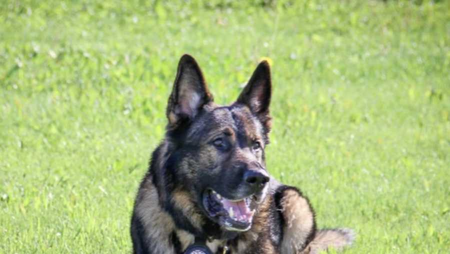 Ohio police department mourns loss of retired K-9, Bo