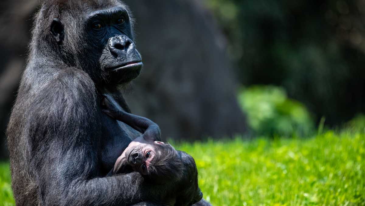 Pittsburgh Zoo welcomes second baby gorilla