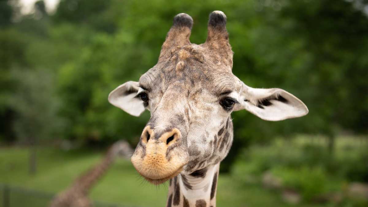 Ohio zoo mourns loss of 17-year-old giraffe