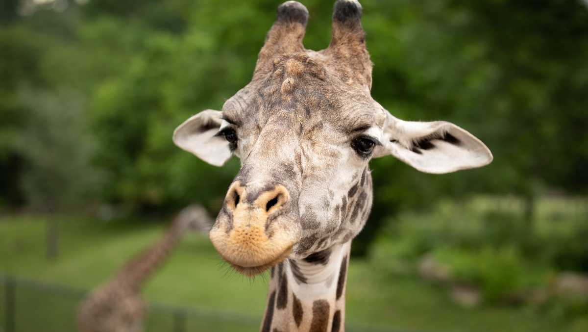 Ohio zoo mourns loss of 17-year-old giraffe