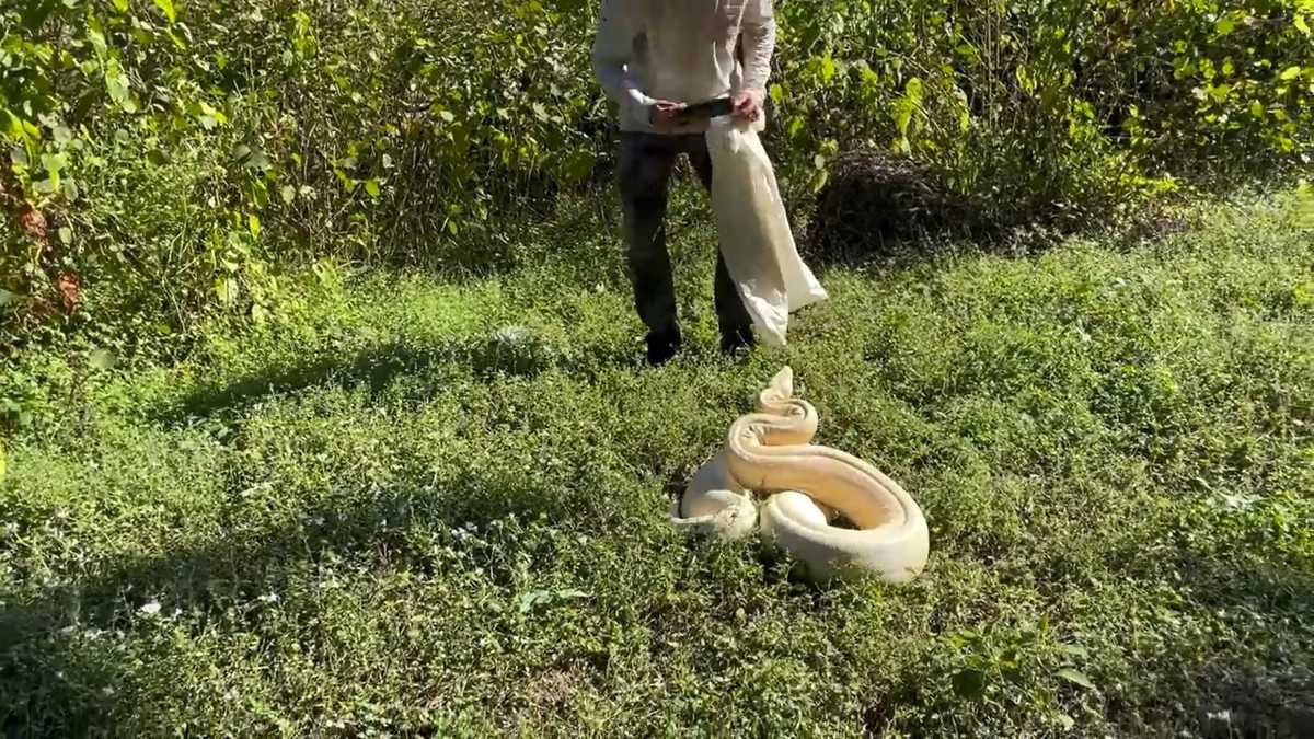 HUGE Boa Constrictor living in someones backyard! 