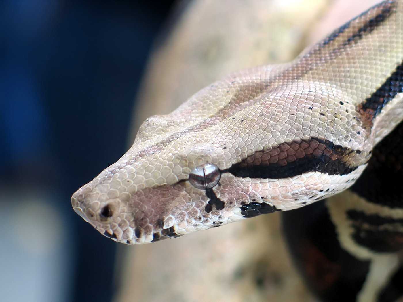 boa constrictor snake bite