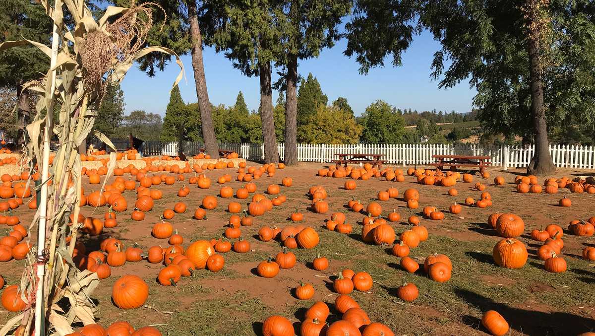 These 7 NorCal pumpkin patches will make you enjoy fall