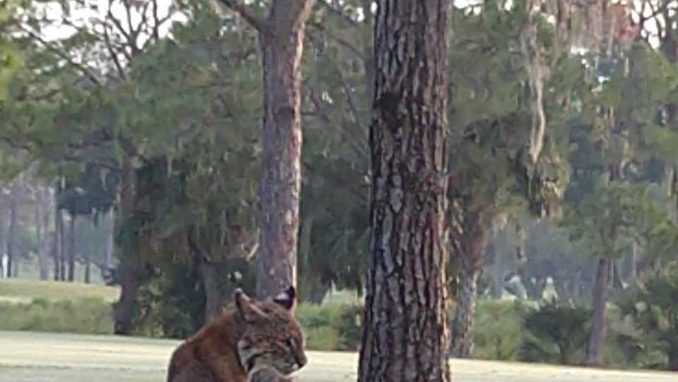 Large bobcat spotted on Howey in the Hills golf course