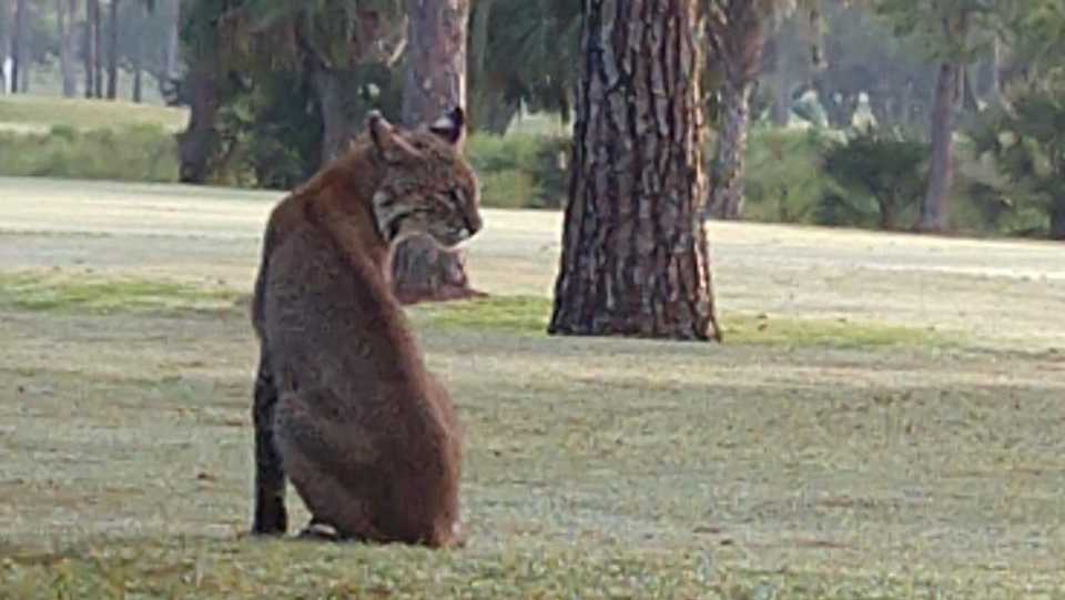 Large bobcat spotted on Howey in the Hills golf course Large bobcat spotted on Howey in the Hills golf course
