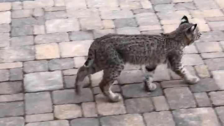 Family spots three bobcats in their backyard, Animal Control says population growing Family spots three bobcats in their backyard, Animal Control says population growing