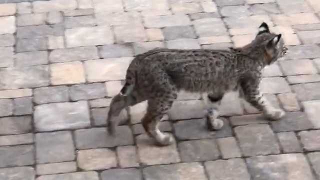 Family spots three bobcats in their backyard, Animal Control says  population growing