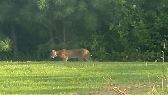 Bobcat spotted in Alabama backyard