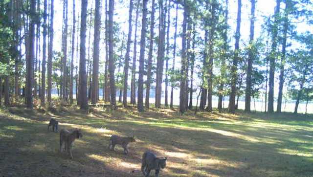 Family of bobcats caught on camera in Wisconsin - Vimarsana News