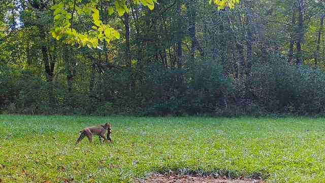 Ohio Birds and Biodiversity: Bobcat!