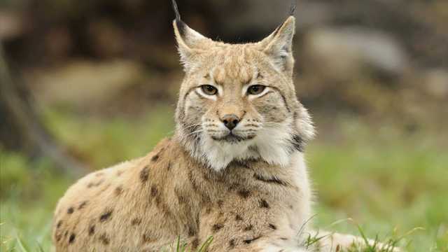 Grayson County: Bobcat attacks cattle, dog, 2 people - Vimarsana News