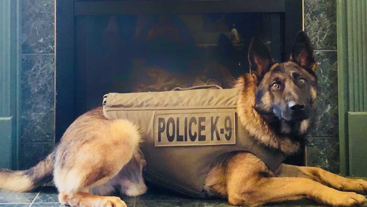 Northern Kentucky 4legged officer receives donated body armor