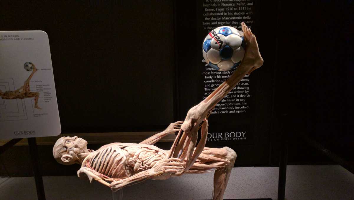 Body exhibit on display at South Florida Science Center