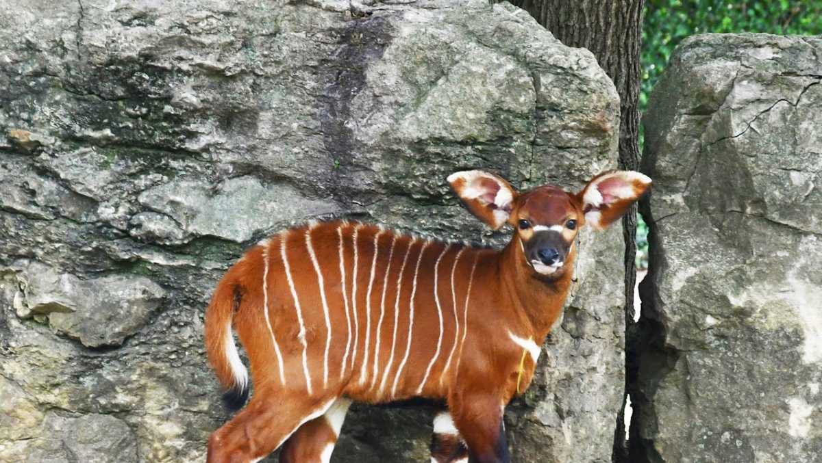 Louisville Zoo's newest bongo calf named after popular Marvel character