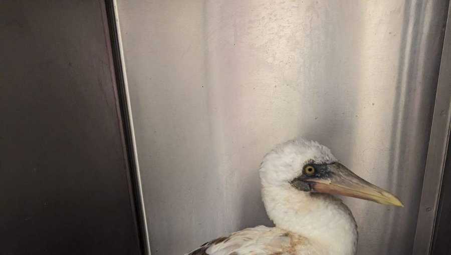 SPCA Wildlife Center tells how to distinguish a hurt baby bird