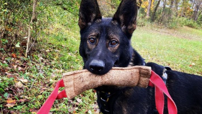 Oneonta police asking for donations after K9 severely inured in line of duty