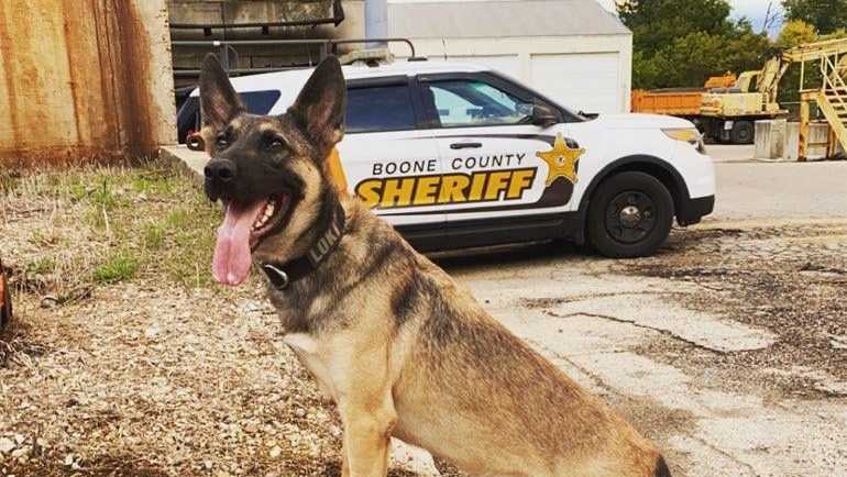 K-9 police unit Loki, of the Boone County Sheriff's Department