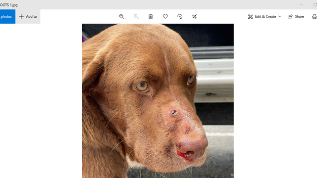 Deputies searching for man who shot dog in Jupiter Florida park - Vimarsana News