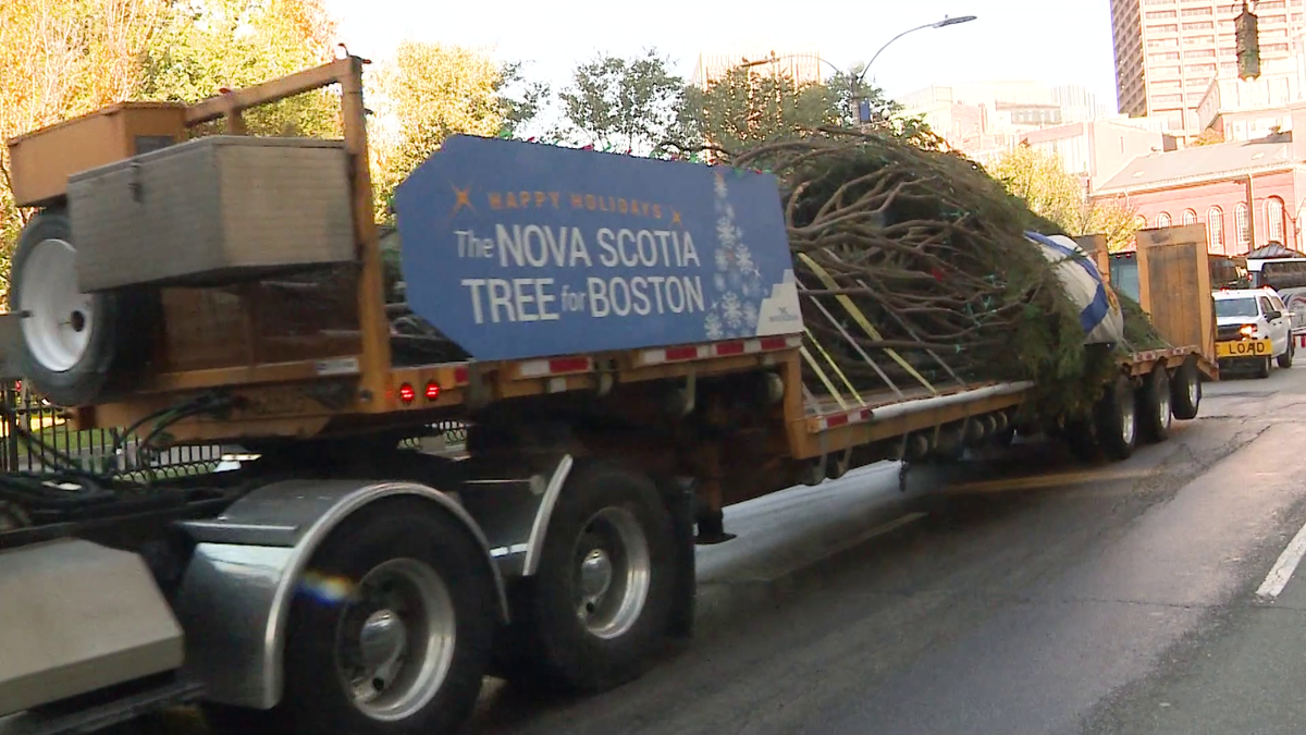 波士顿官方圣诞树抵达波士顿公共广场，为节日灯光做准备
