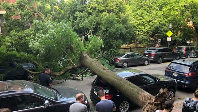 Tree collapses onto vehicles in Boston's South End - Vimarsana News