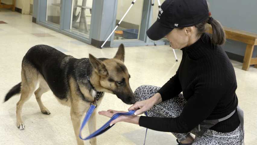 Boston woman travels to Mississippi to adopt dog she saw on social media