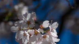 Photos: Cincinnati Zoo is in peak bloom, and it has never looked more ...