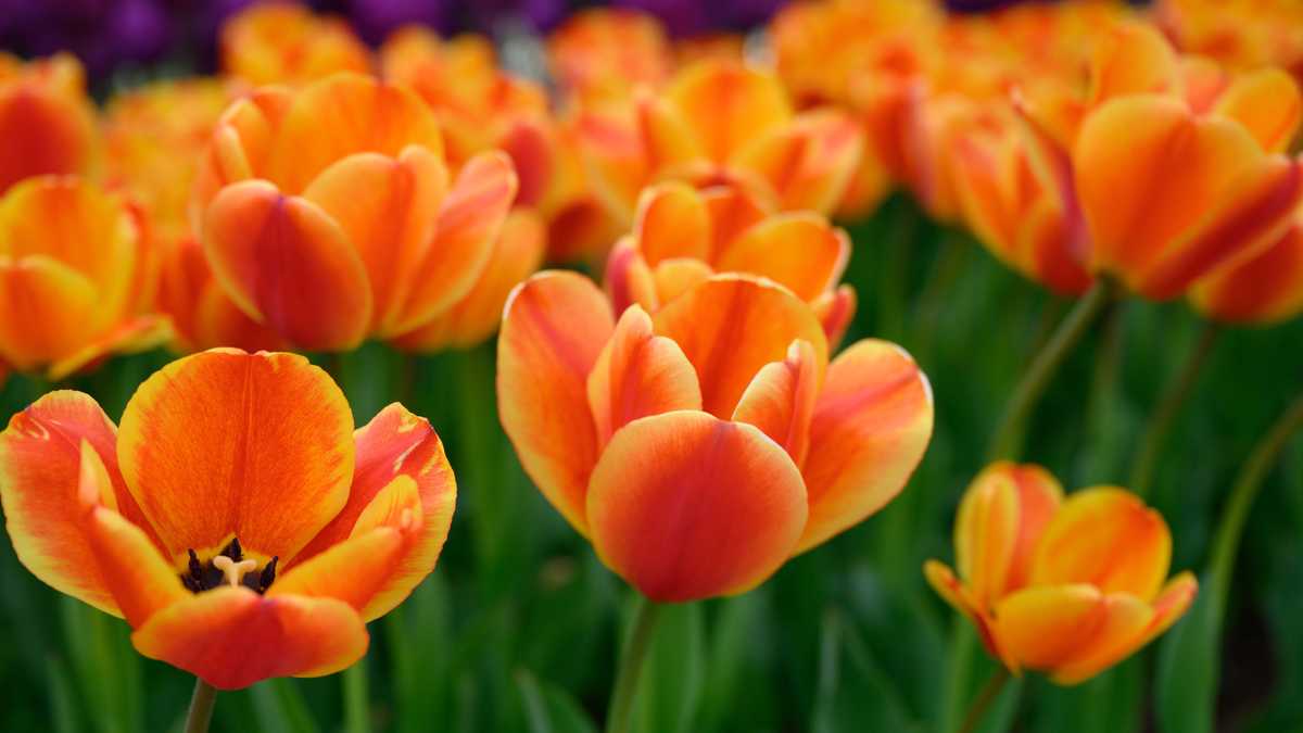 Photos Cincinnati Zoo's 100,000+ tulips near peak bloom