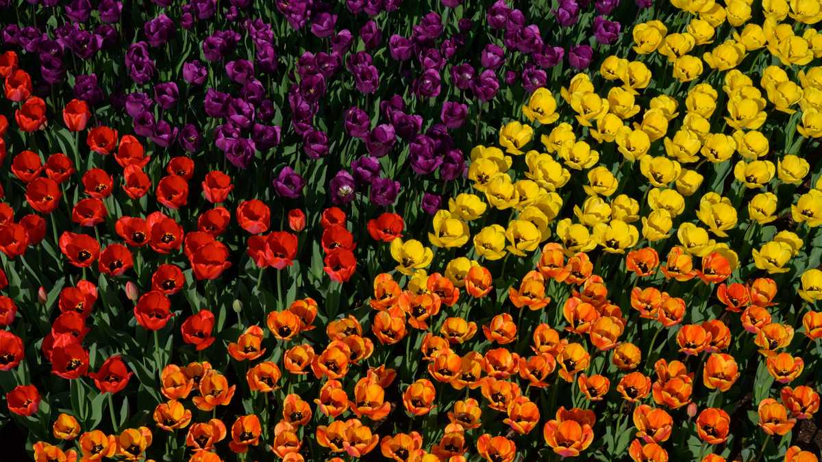 Photos Cincinnati Zoo's 100,000+ tulips near peak bloom