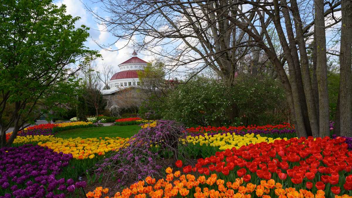 A sea of color Cincinnati Zoo’s tulips at peak bloom this week